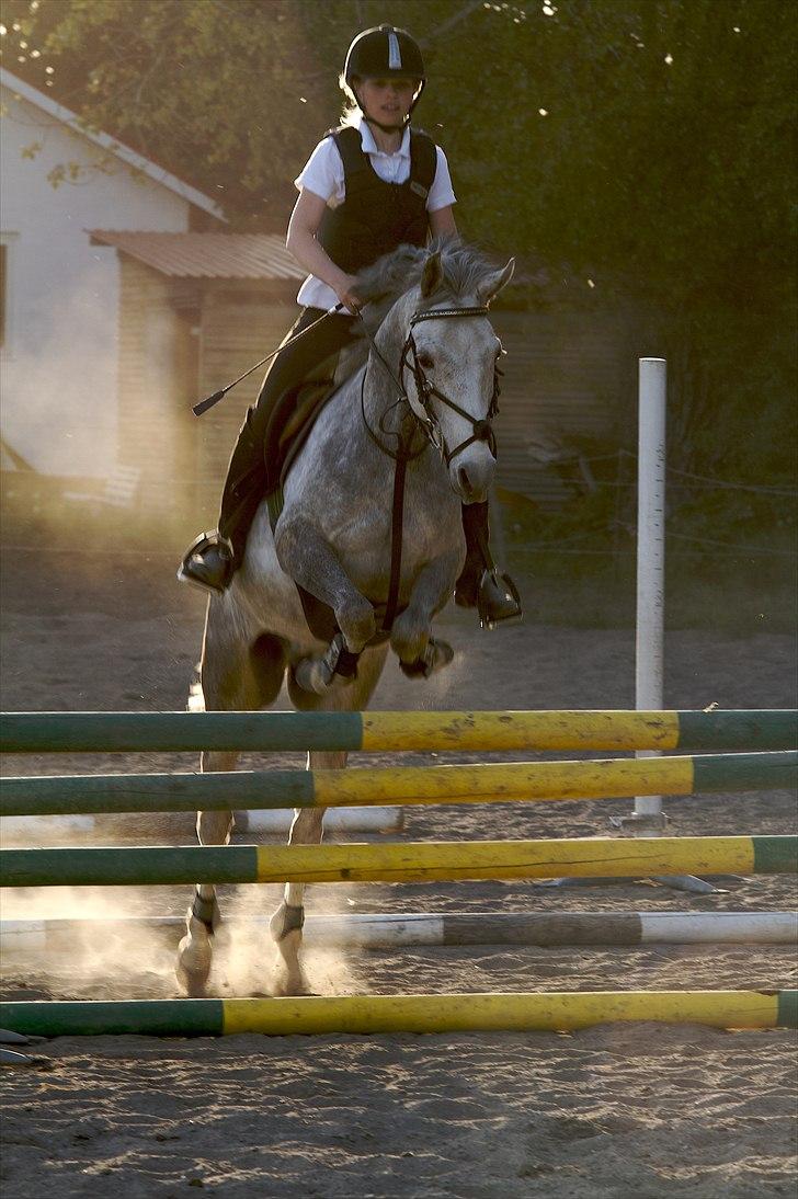 Anden særlig race Carreas (Pølle) billede 5