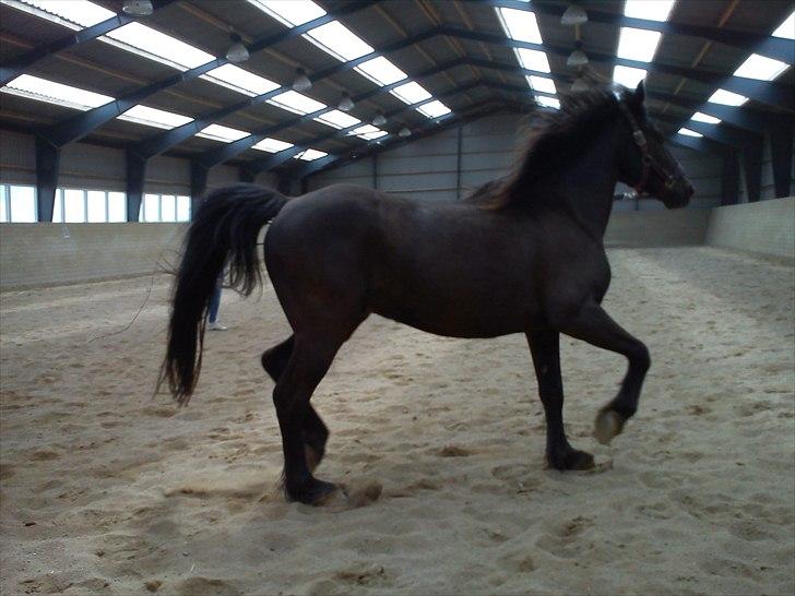 Anden særlig race Dobby billede 1