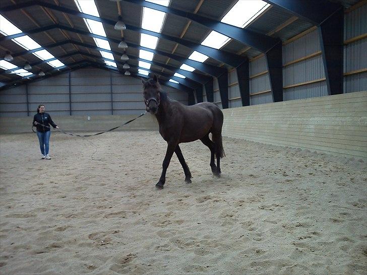 Anden særlig race Dobby billede 8