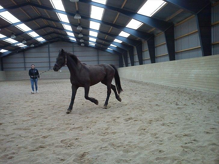 Anden særlig race Dobby billede 9