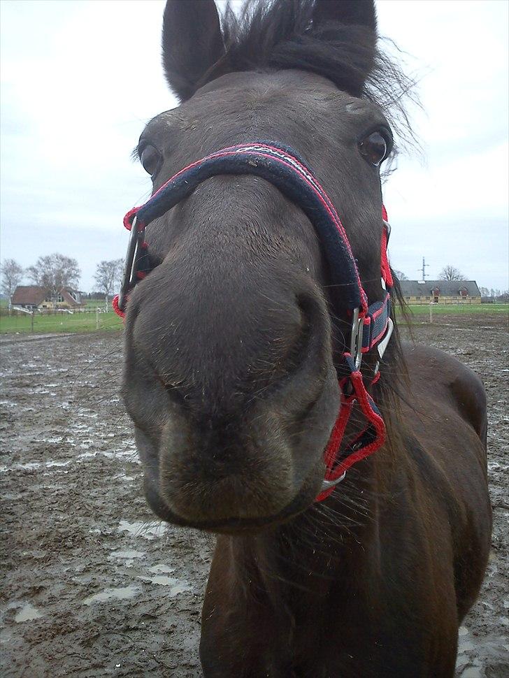 Anden særlig race Dobby billede 6