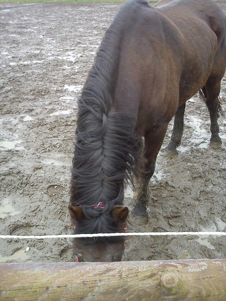 Anden særlig race Dobby billede 4