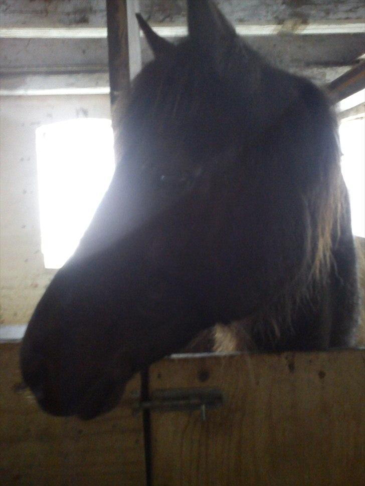 Anden særlig race Dobby billede 5