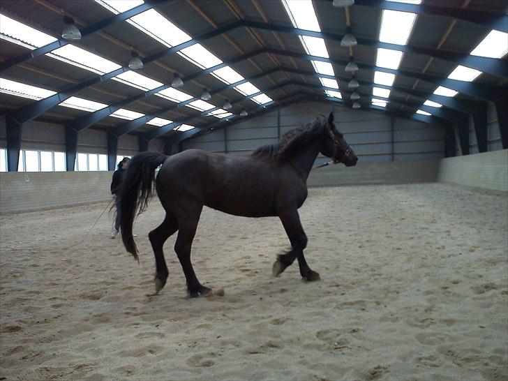 Anden særlig race Dobby billede 10