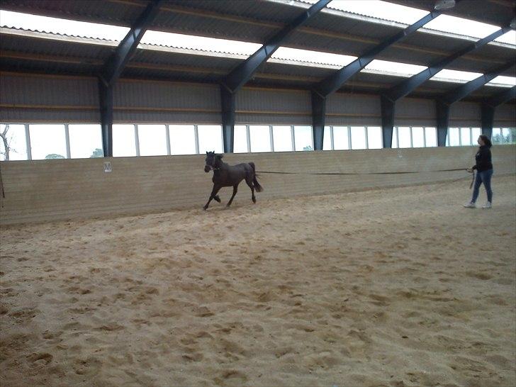 Anden særlig race Dobby billede 11