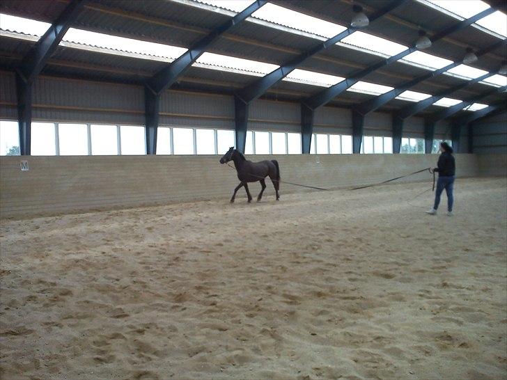 Anden særlig race Dobby billede 12