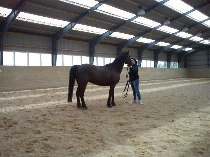 Anden særlig race Dobby billede 13