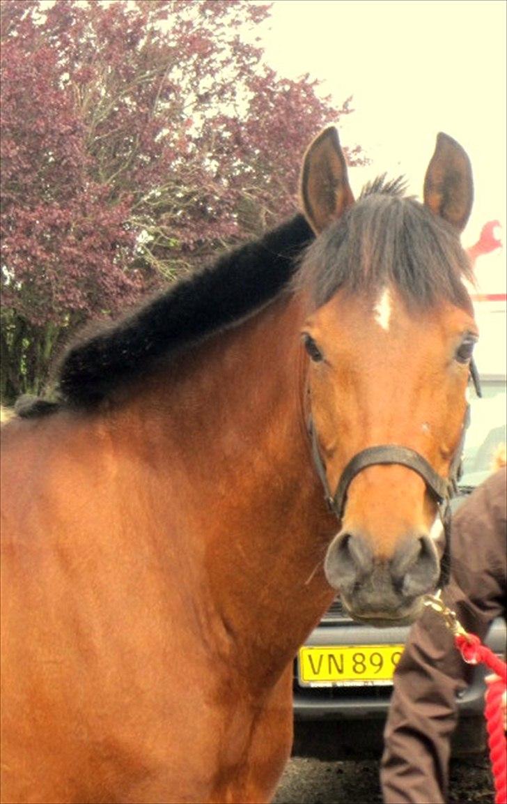 Anden særlig race Christiansejes Peanut - Billede 11. stævne i krikkerne. Fotograf: Anne-Louise billede 7