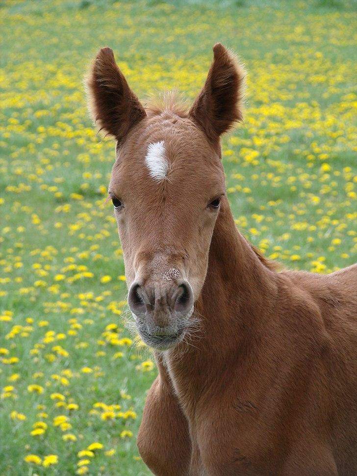 Dansk Varmblod Lw Champ billede 1