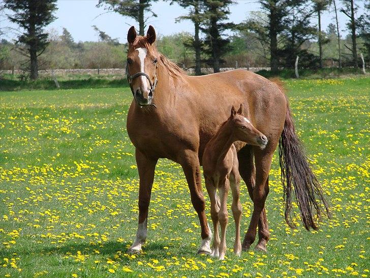 Dansk Varmblod Lw Champ billede 3