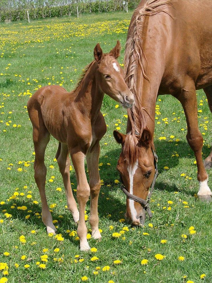Dansk Varmblod Lw Champ billede 4
