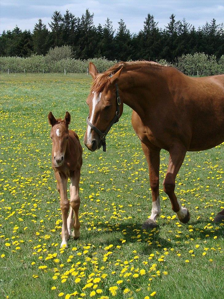 Dansk Varmblod Lw Champ billede 6