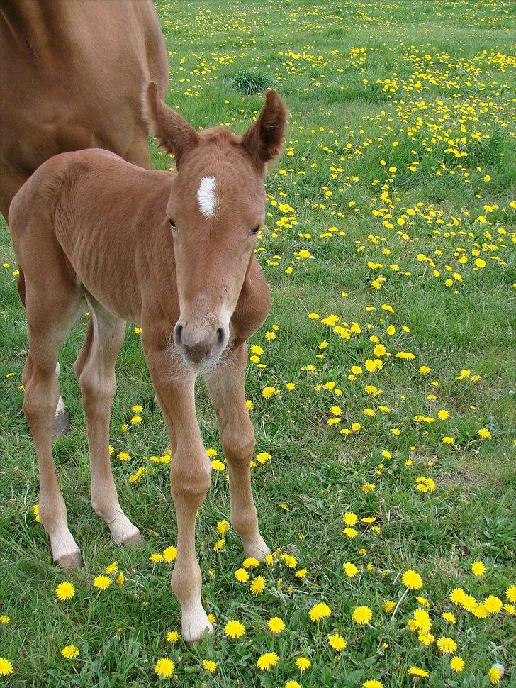Dansk Varmblod Lw Champ billede 14