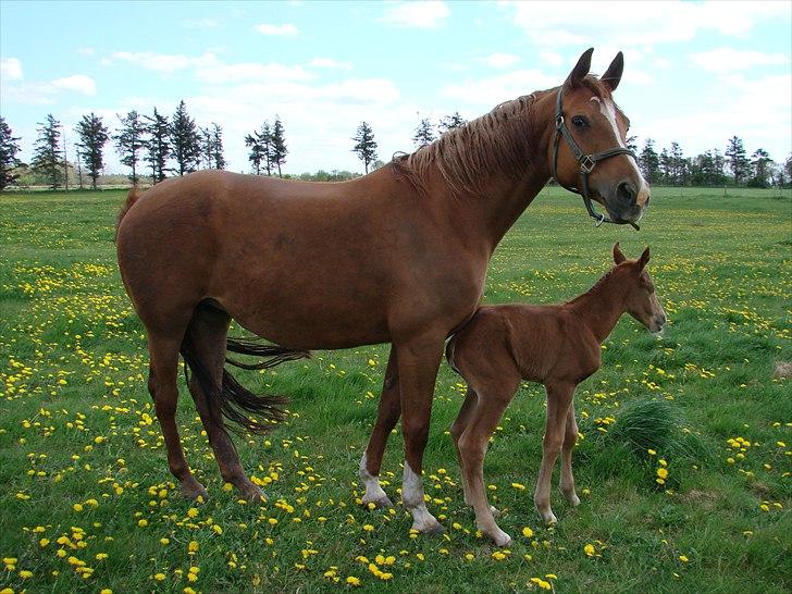 Dansk Varmblod Lw Champ billede 8