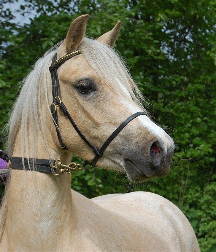 Welsh Pony (sec B) Fantasie  - Barbiehesten maj 2011 billede 12
