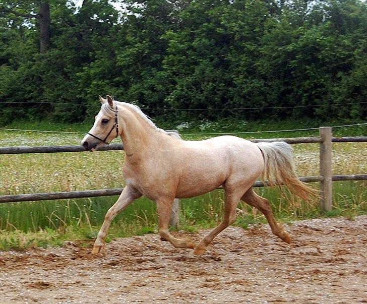 Welsh Pony (sec B) Fantasie  - Flyvende trav maj 2011 billede 15