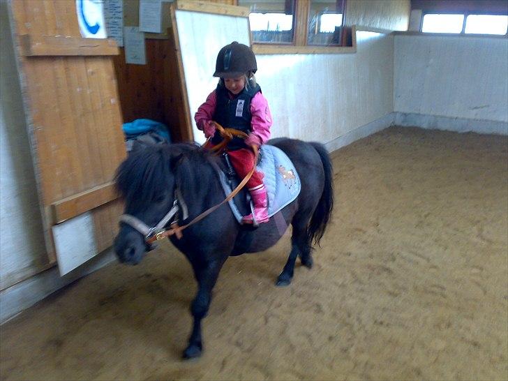 Shetlænder Jordbær Marie (Skovlundens Gipsy) - Stolt Annika på 3 år styrer selv. LÆKRE PONY! billede 14