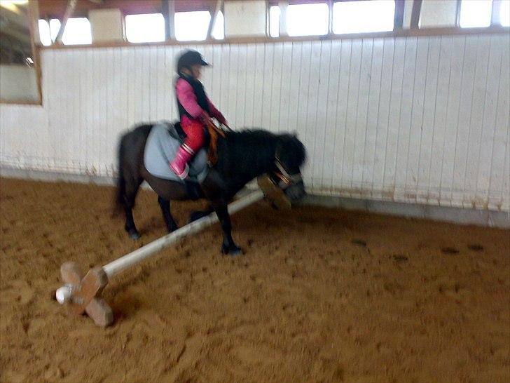 Shetlænder Jordbær Marie (Skovlundens Gipsy) - Lidt uskarpt, men fantastisk billede af 3 årig som rider selv 1 gang billede 15