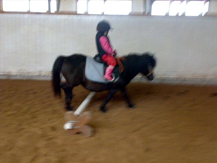 Shetlænder Jordbær Marie (Skovlundens Gipsy) - Lige fyldt 3 år, så styrer hun Jordbær Marie selv billede 16