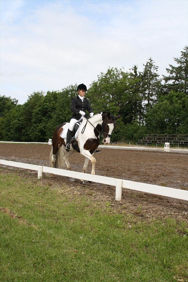 Pinto Hoelgaard´s Uriada M billede 11