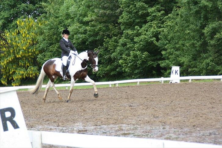 Pinto Hoelgaard´s Uriada M billede 12