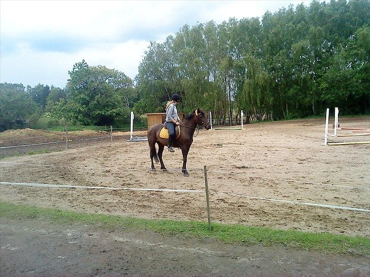 New Forest Bella - Feel the wind on your shoulder. billede 12