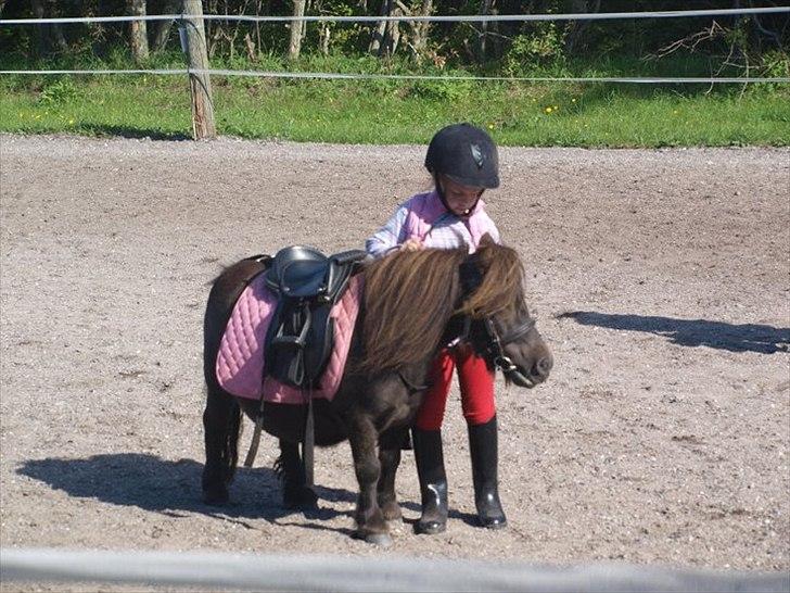 Shetlænder freja af bøgeskov - lille bitte freja..og neija billede 1