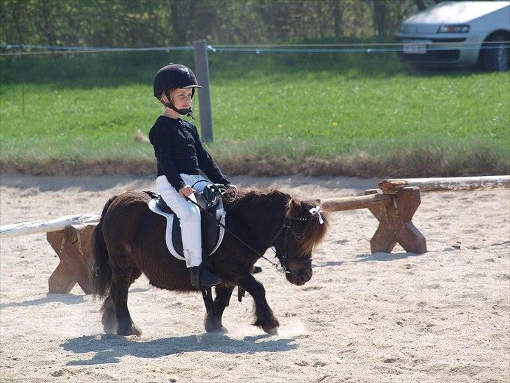 Shetlænder freja af bøgeskov - freja og neijas første dressurstævne billede 2