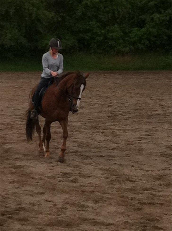 Anden særlig race Picasso - Karen og Casso billede 8