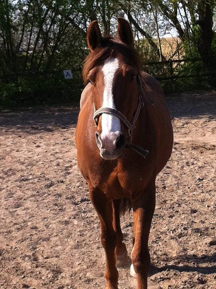 Anden særlig race Picasso - Casso på fold på en dejlig solskinsdag billede 4