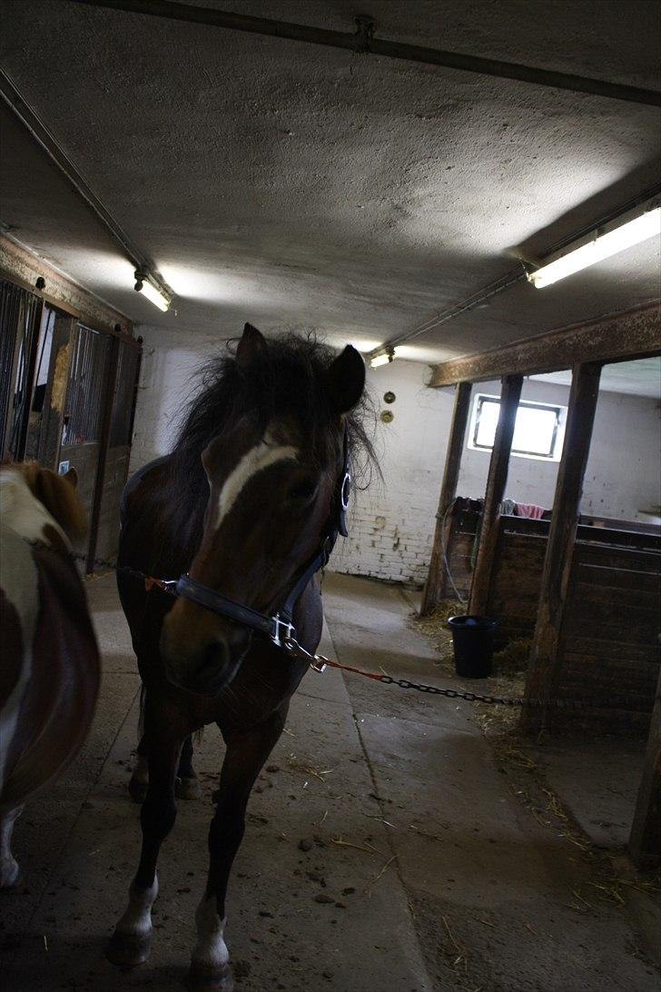 Anden særlig race Chess - hehe så lækker!:D billede 13