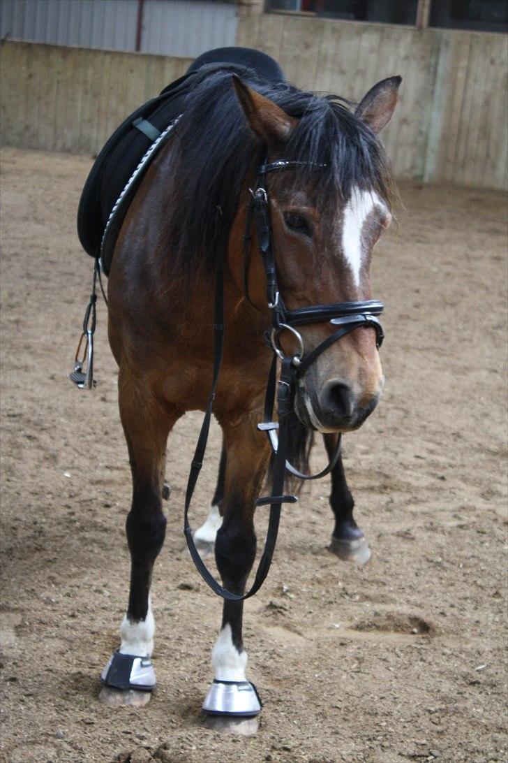 Anden særlig race Chess - Træt?C: Taget i 2011 billede 14