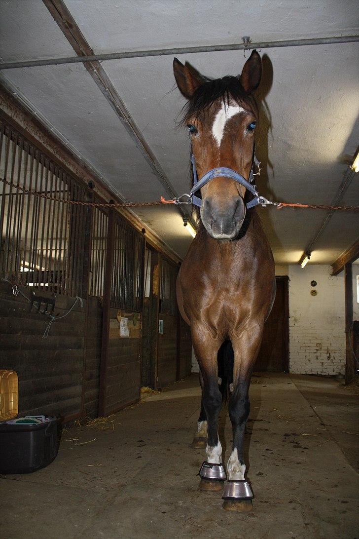 Anden særlig race Chess - Du så sød!:-D billede 15