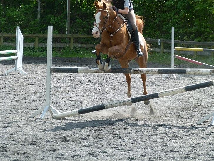 Arabisk fuldblod (OX) Lavina ox *den bedste* - 105<3 billede 13