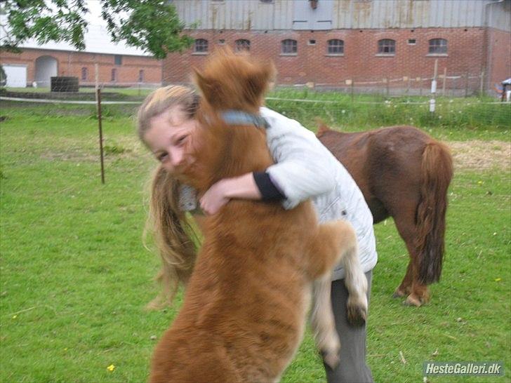 Shetl&#230;nder Chico&lt;3 billede 17