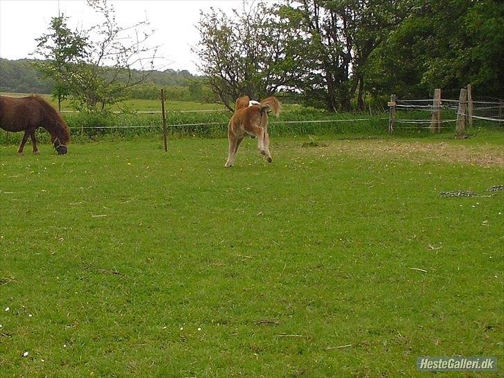 Shetl&#230;nder Chico&lt;3 billede 18