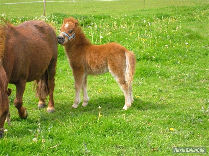 Shetl&#230;nder Chico&lt;3 billede 19