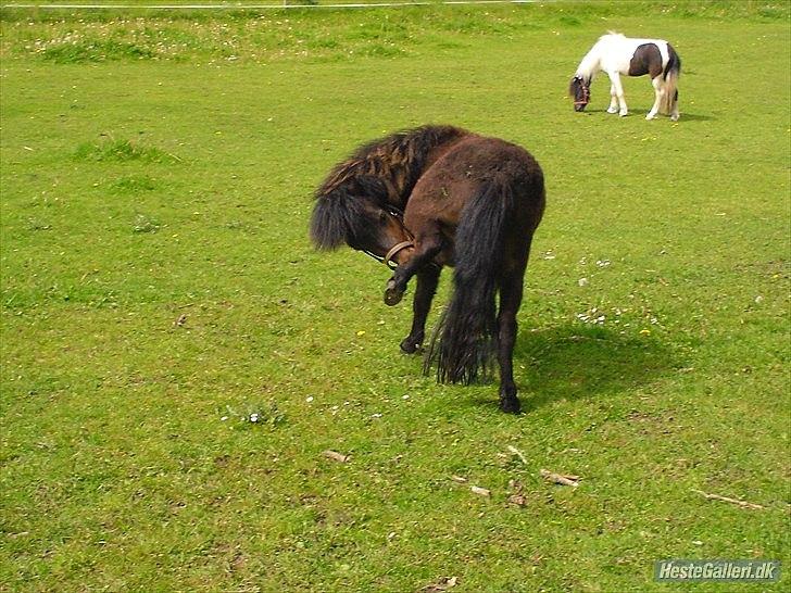 Shetlænder Cosmo<3 billede 11