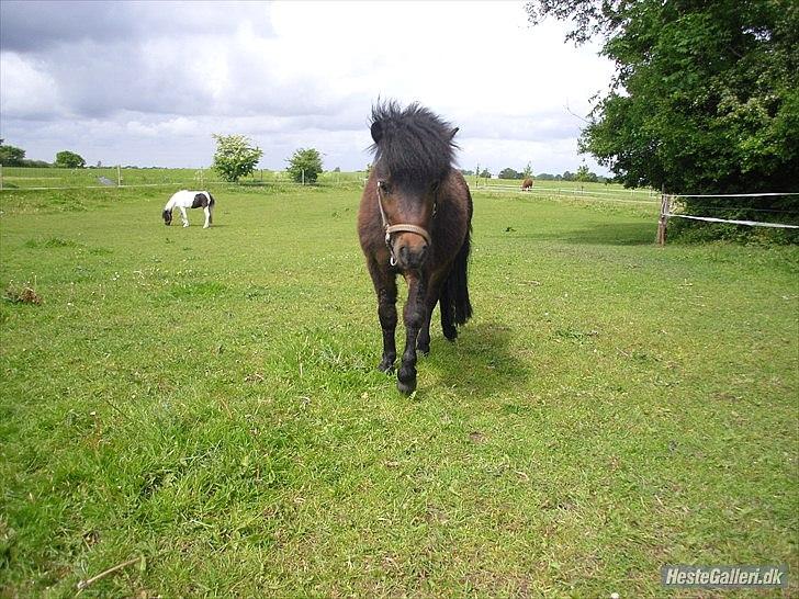 Shetlænder Cosmo<3 billede 12