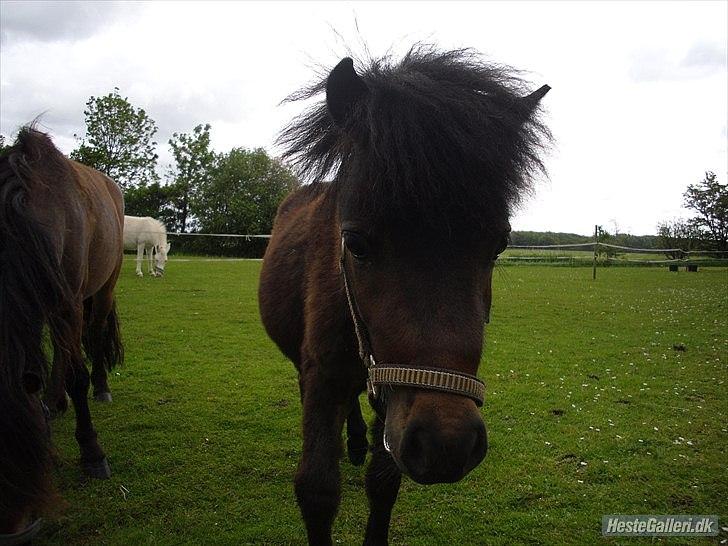 Shetlænder Cosmo<3 billede 13