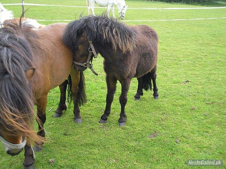 Shetlænder Cosmo<3 billede 14