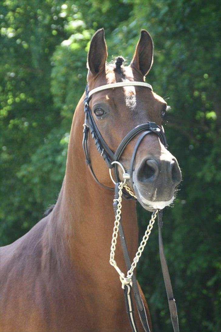 Welsh Pony af Cob-type (sec C) Klooster's Eltino billede 16