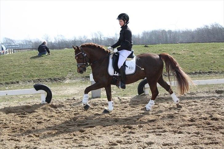 Welsh Pony (sec B) Eilunds Spartan  - Smølf stævne TJR opvarmning billede 7