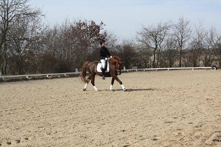 Welsh Pony (sec B) Eilunds Spartan  - Smølf stævne TJR opvarmning billede 8