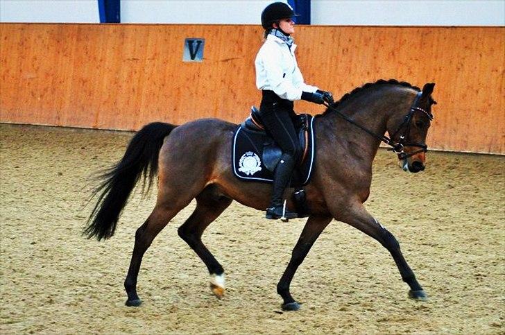 Welsh Pony af Cob-type (sec C) Klooster's Eltino billede 17