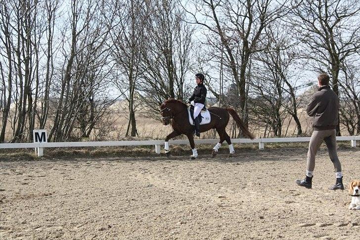 Welsh Pony (sec B) Eilunds Spartan  - Smølf stævne TJR opvarmning billede 9