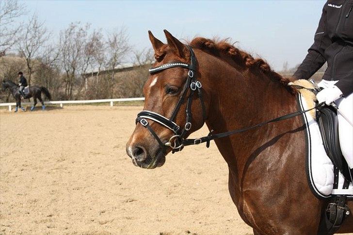 Welsh Pony (sec B) Eilunds Spartan  - Smølf stævne TJR opvarmning billede 11