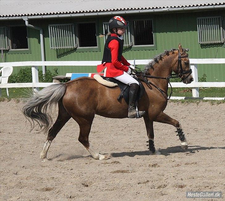 Welsh Pony (sec B) Faya Lobi Kasto-Glas 2002 *STJERNE PONY* - Lækkerhed!:D billede 6