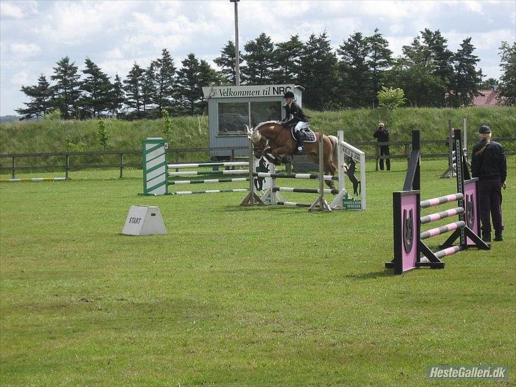 Haflinger Almbue D - 29 / 5 - 11 i en LD :) billede 9