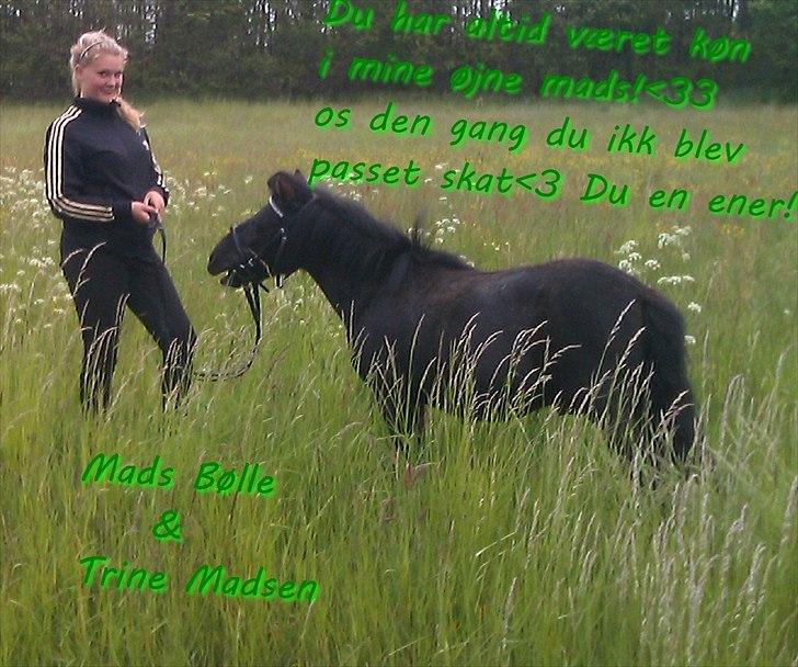 Shetlænder Mads Bølle billede 7